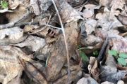 Fauna-znaleziona-przez-Hanie-i-Michałka-Z.