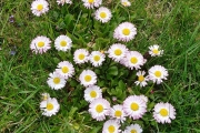 Piękna-flora-u-Jasia-G.